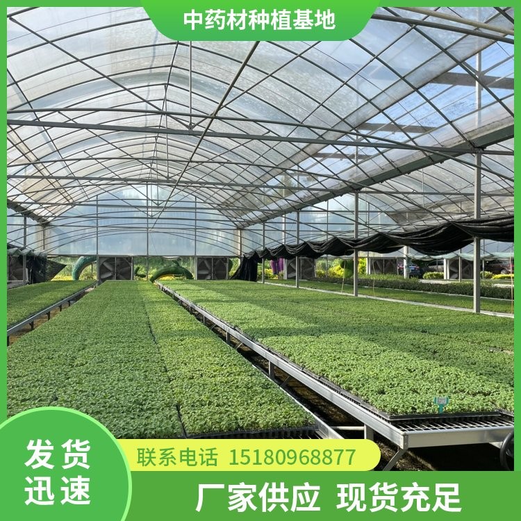 半夏种苗 易种植 大量现货批发