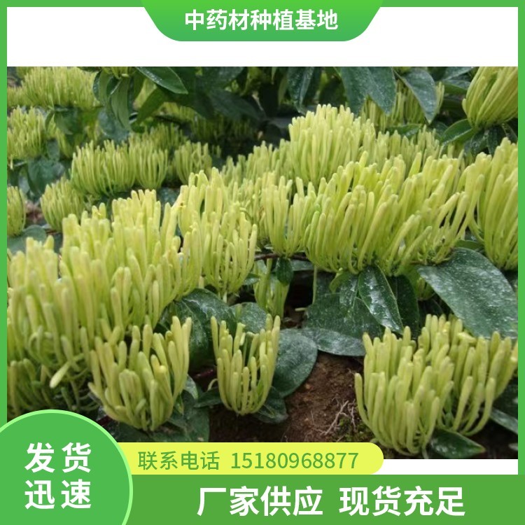 金银花种苗 批发基地 量大从优