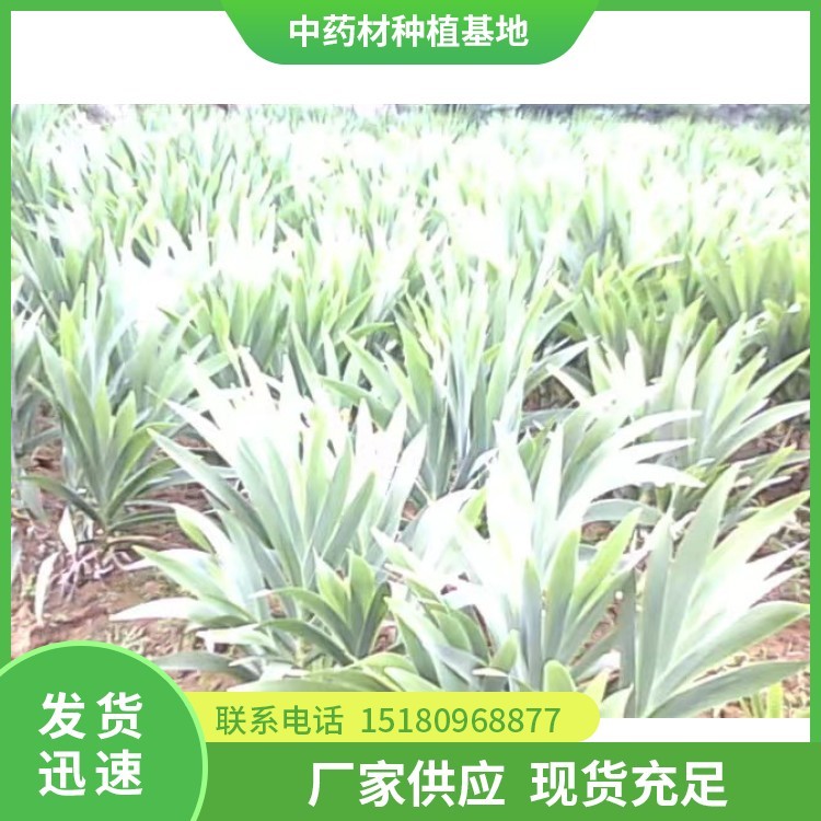 射干种苗 批发价格 基地直销