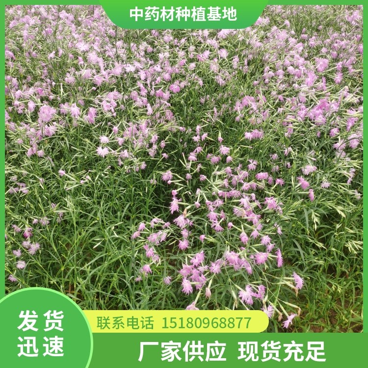 瞿麦种苗 批发价格 种植基地批发