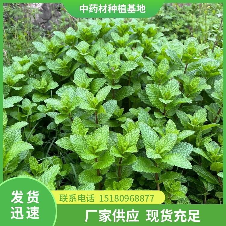 薄荷种苗 批发电话 种植基地批发