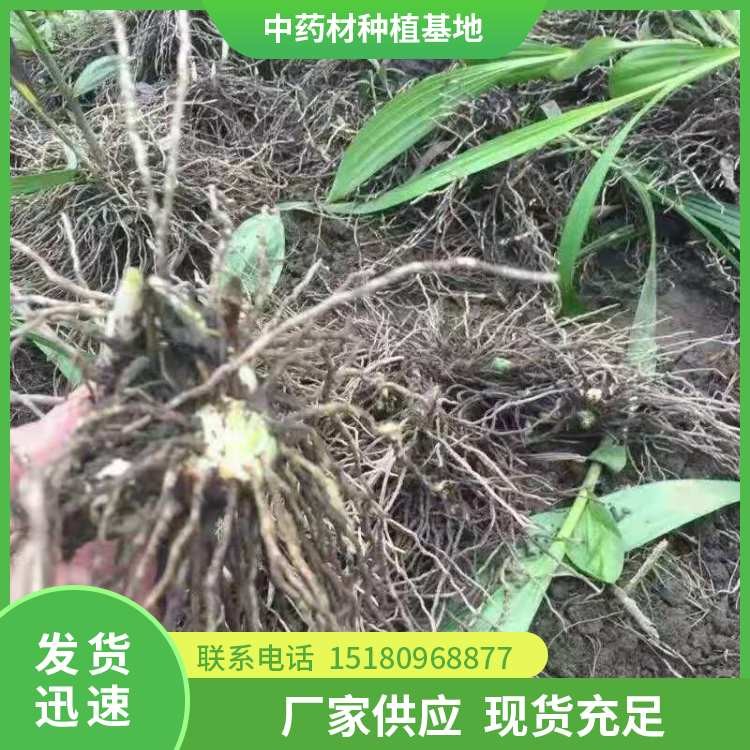 白芨种苗 批发价格 大量现货批发