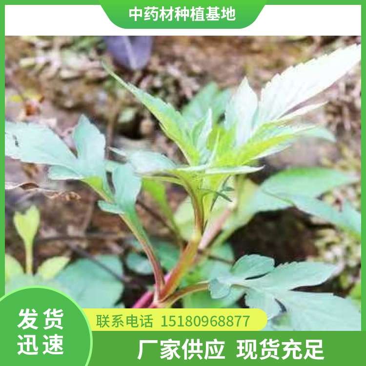 败酱草 批发价格 易种植