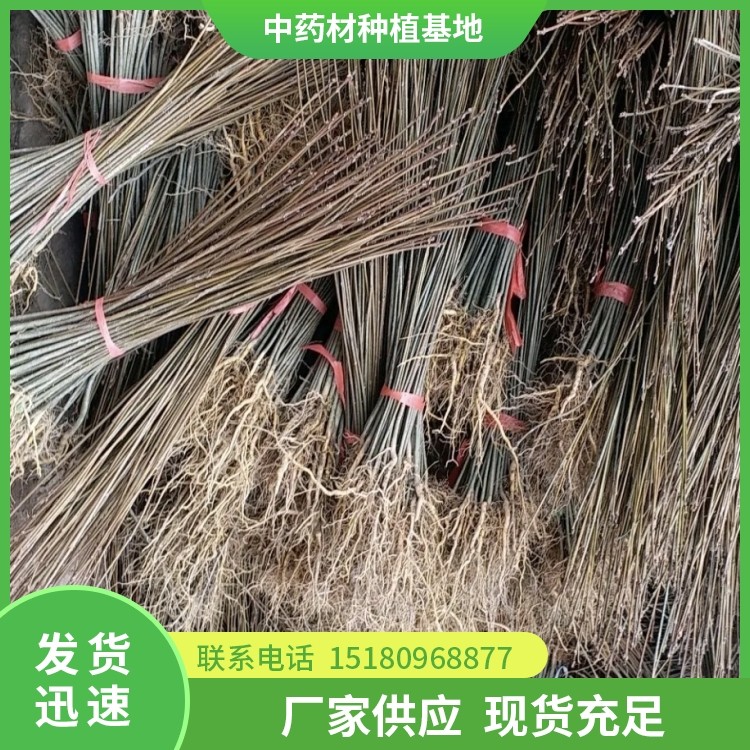 黄柏种苗 批发厂家 基地直销