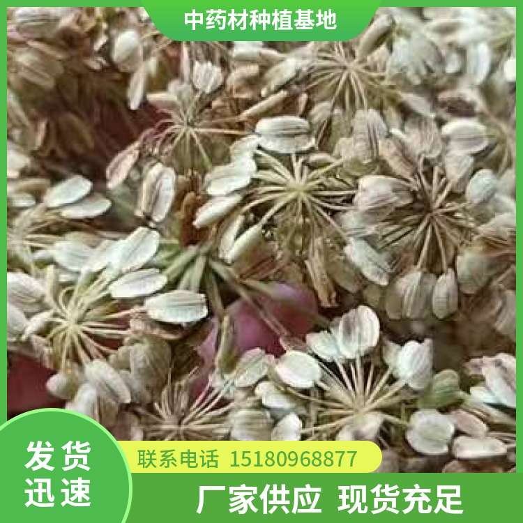 白芷种子种苗 批发电话 种植基地批发