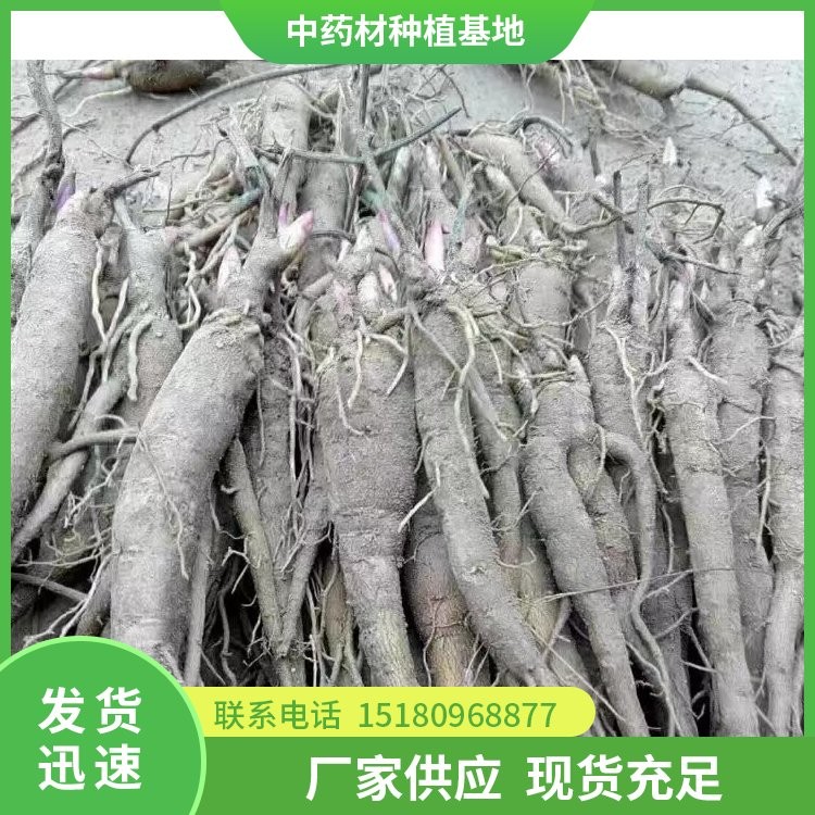 芍药种苗 易种植 大量现货批发