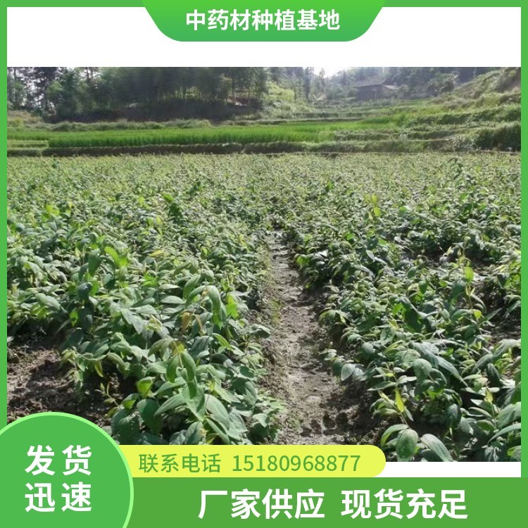 金银花种苗 批发价格 基地直销