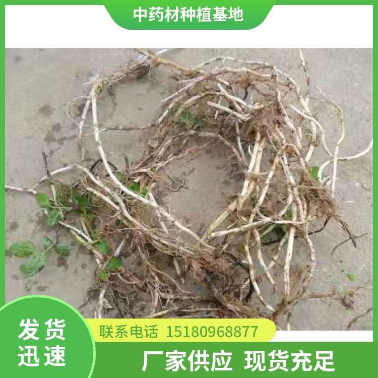 薄荷种苗 批发价格 易种植
