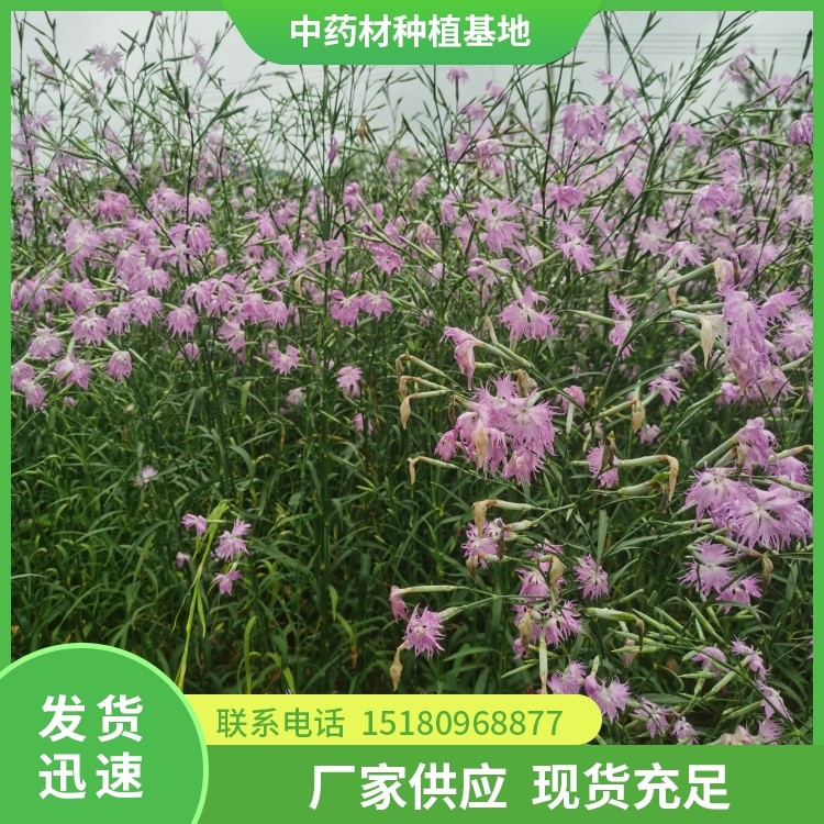 瞿麦种苗 批发价格 大量现货批发