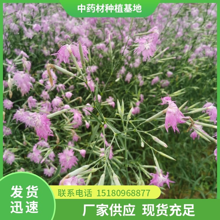 瞿麦种苗 批发价格 基地直销