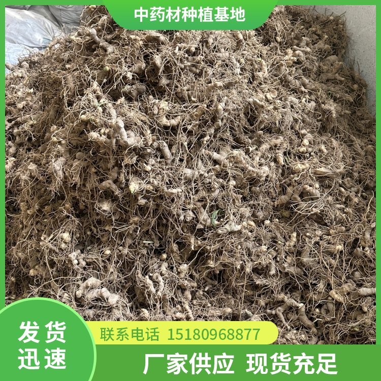 黄精种苗 易种植 大量现货批发