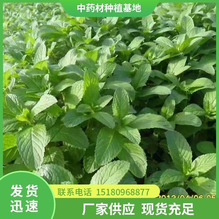 薄荷种苗 批发价格 基地直销
