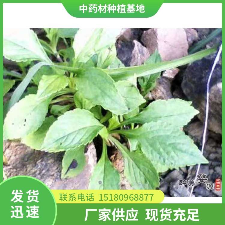 败酱草 批发价格 种植基地批发