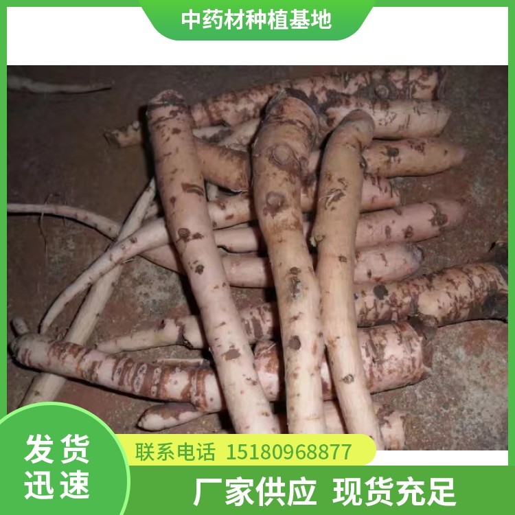 芍药种苗 批发厂家 基地直销