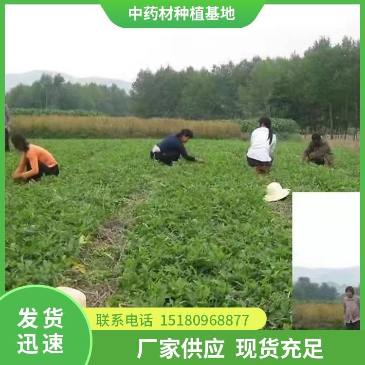 半夏种苗 批发价格 易种植