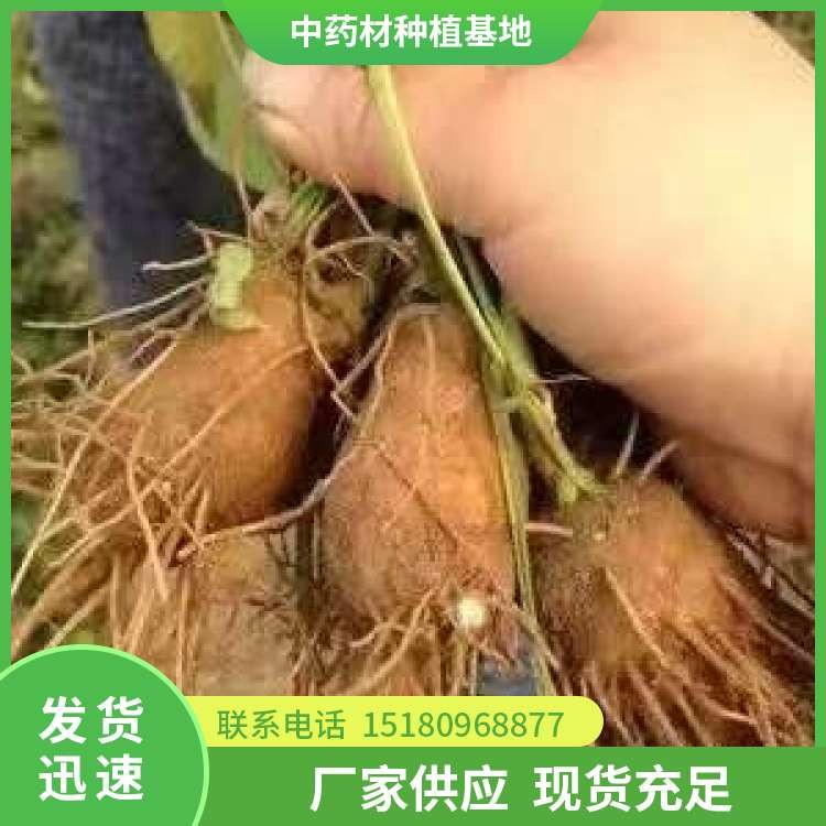 白术种子种苗 批发基地 量大从优