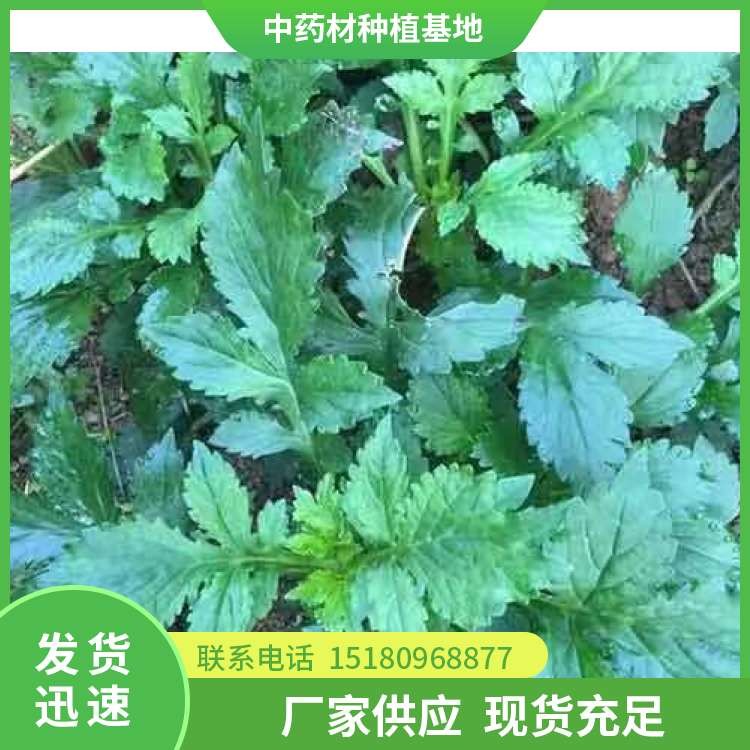 败酱草 批发价格 大量现货批发