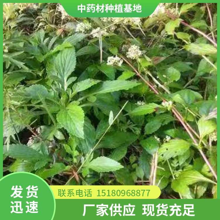 败酱草 批发基地 量大从优