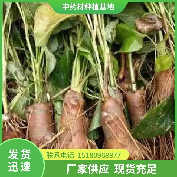白术种子种苗 批发厂家 基地直销