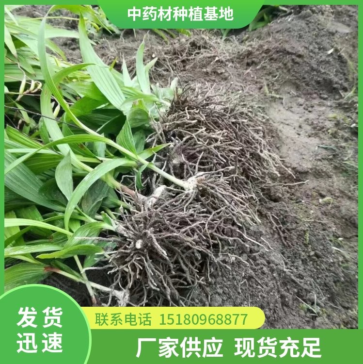 白芨种苗 批发厂家 基地直销