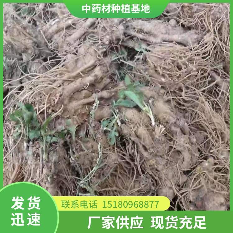 苍术种苗 批发基地 量大从优