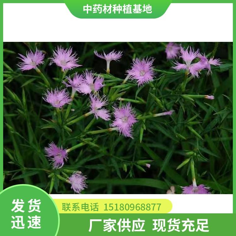 瞿麦种苗 易种植 大量现货批发