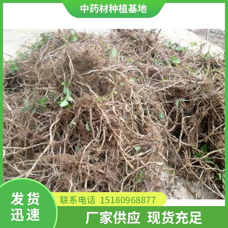 薄荷种苗 批发价格 种植基地批发