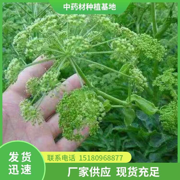 白芷种子种苗 批发价格 大量现货批发