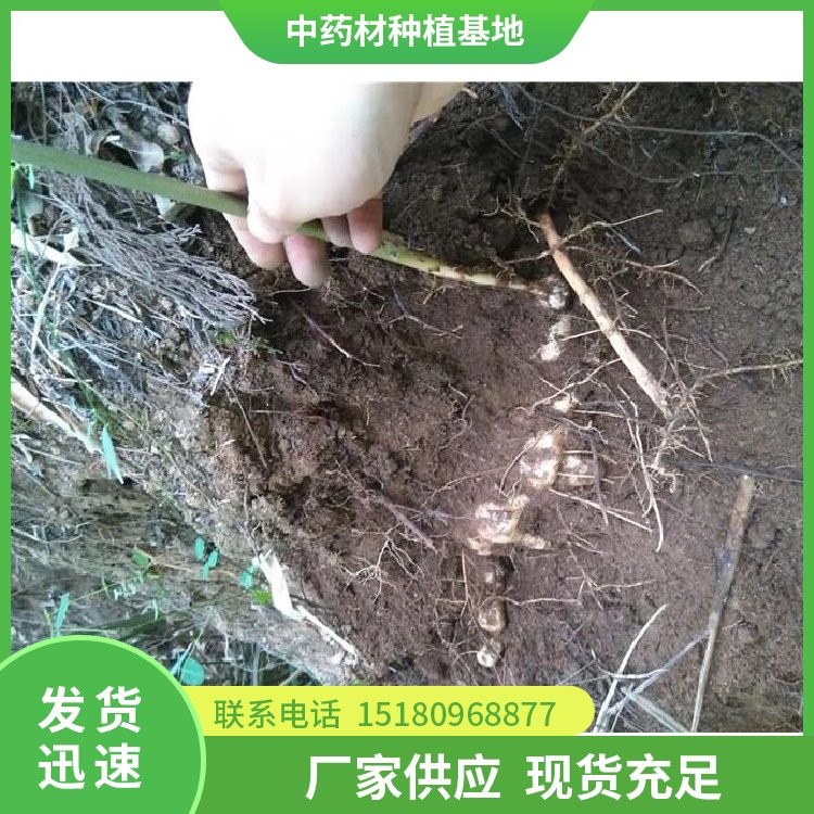 牡丹种苗 批发电话 种植基地批发