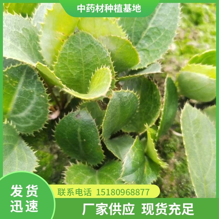 苍术种苗 批发价格 大量现货批发