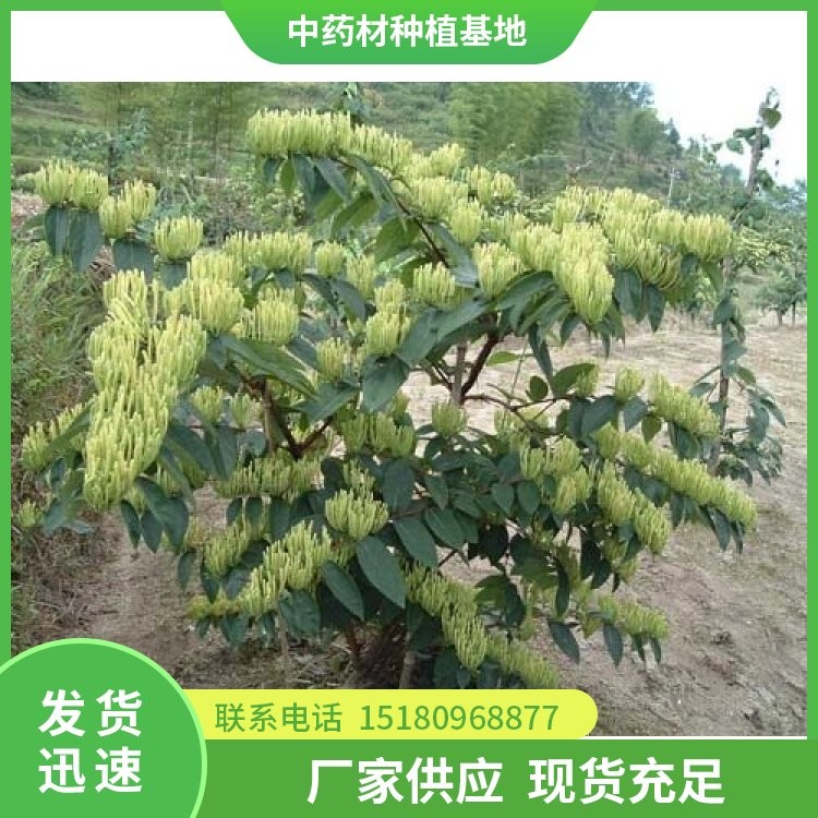 金银花种苗 批发厂家 基地直销