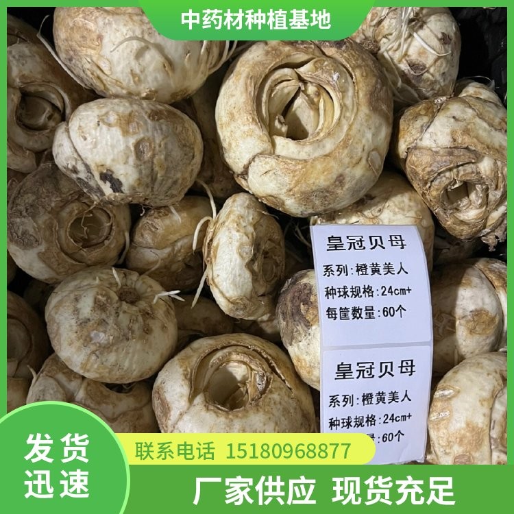 贝母种苗 批发基地 量大从优