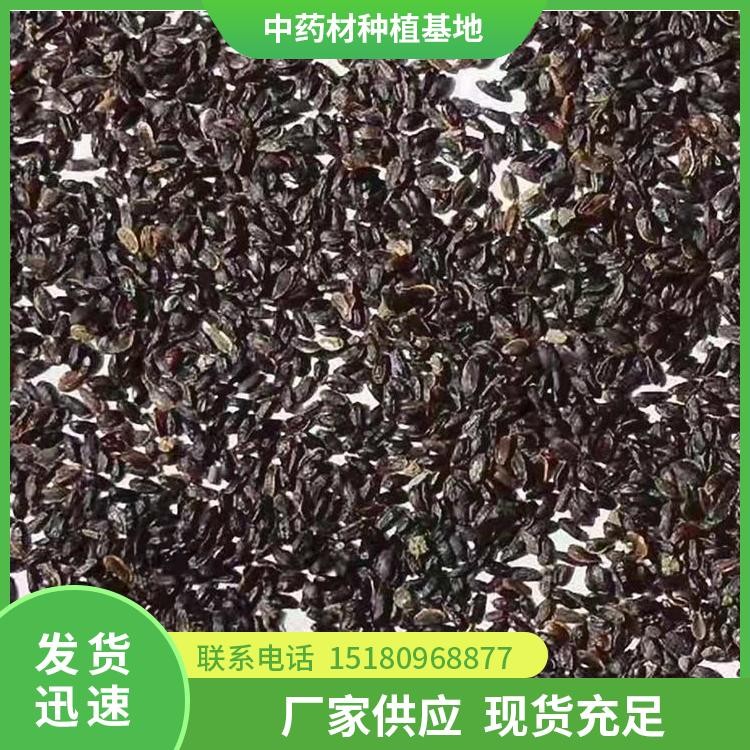 桔梗种子 批发价格 基地直销