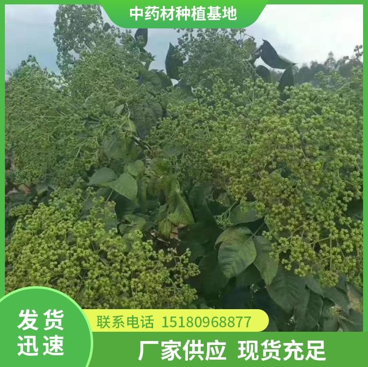 吴茱萸种苗 批发价格 种植基地批发