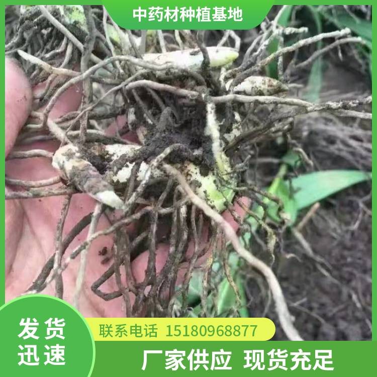 白芨种苗 批发价格 基地直销