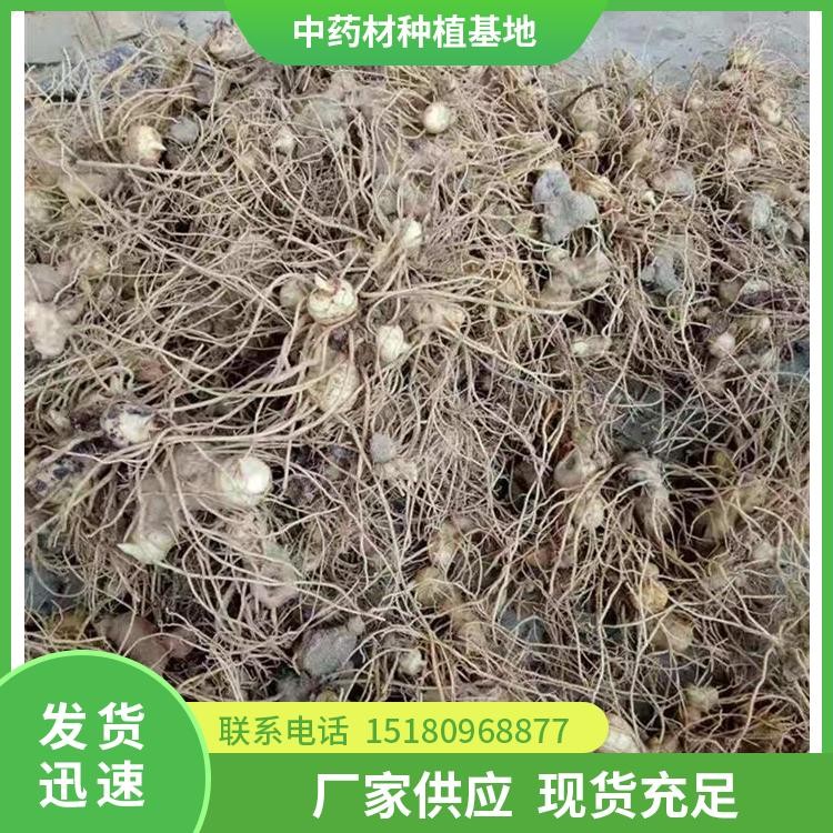 黄精种苗 批发价格 基地直销