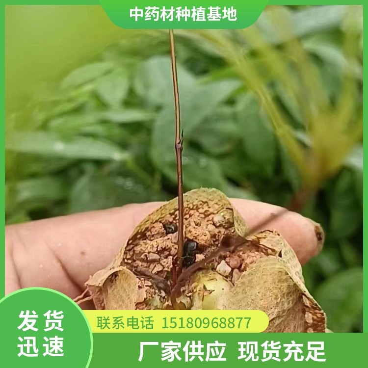 白芨种苗 易种植 大量现货批发
