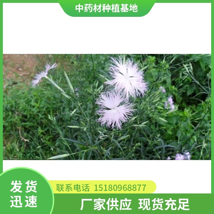 瞿麦种苗 批发厂家 基地直销