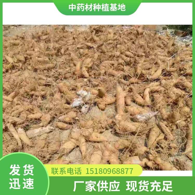 玄参种苗 批发电话 种植基地批发