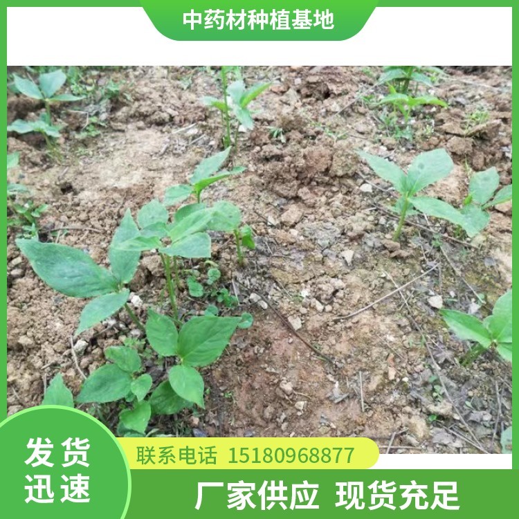 半夏种苗 批发价格 基地直销