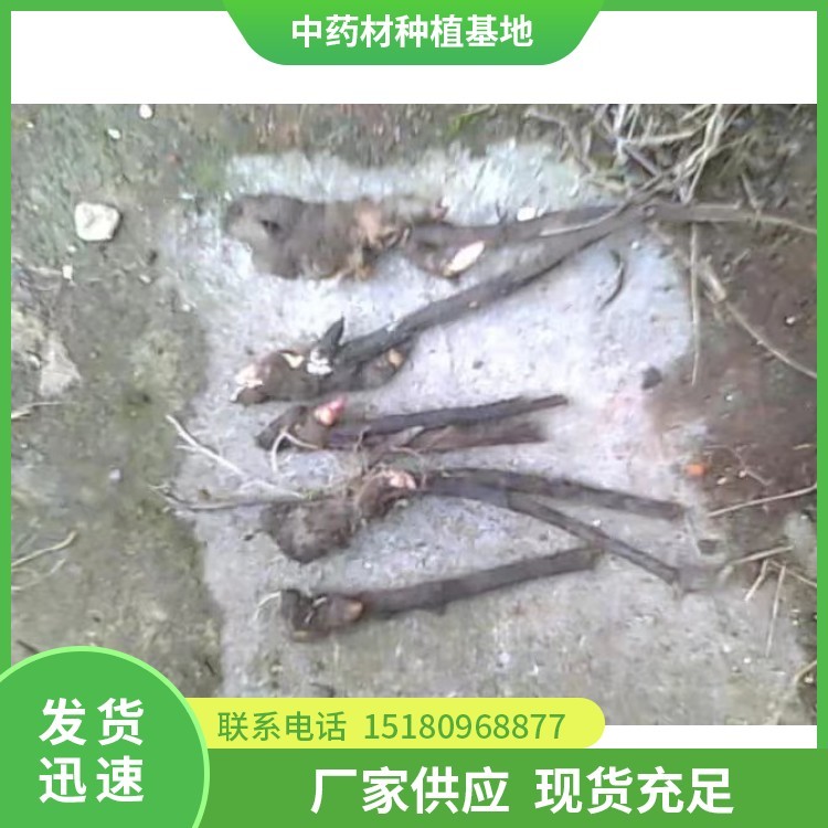 芍药种苗 批发价格 大量现货批发