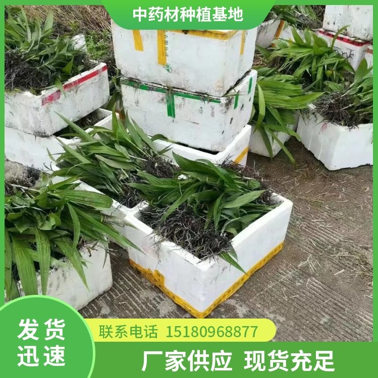 白芨种苗 批发价格 种植基地批发