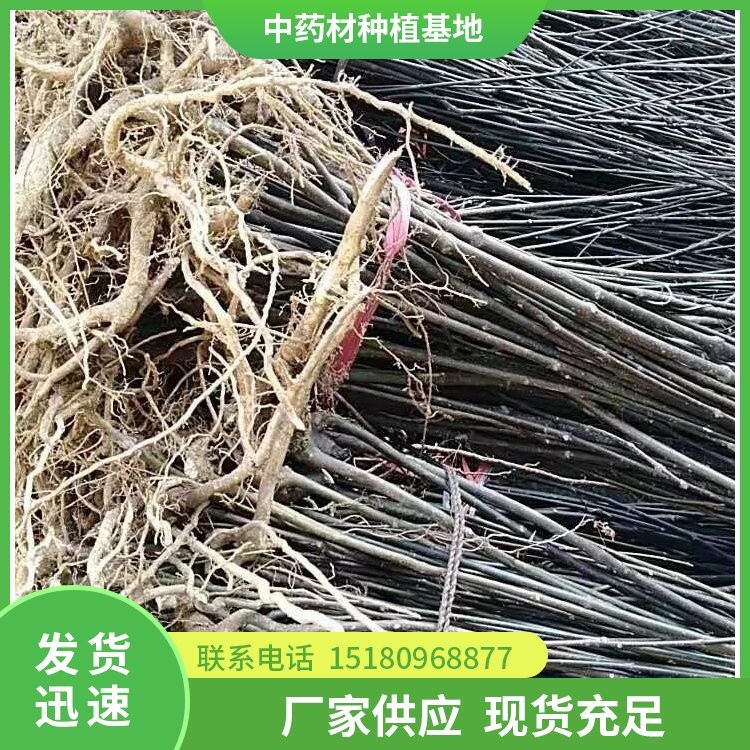 黄柏种苗 批发价格 易种植