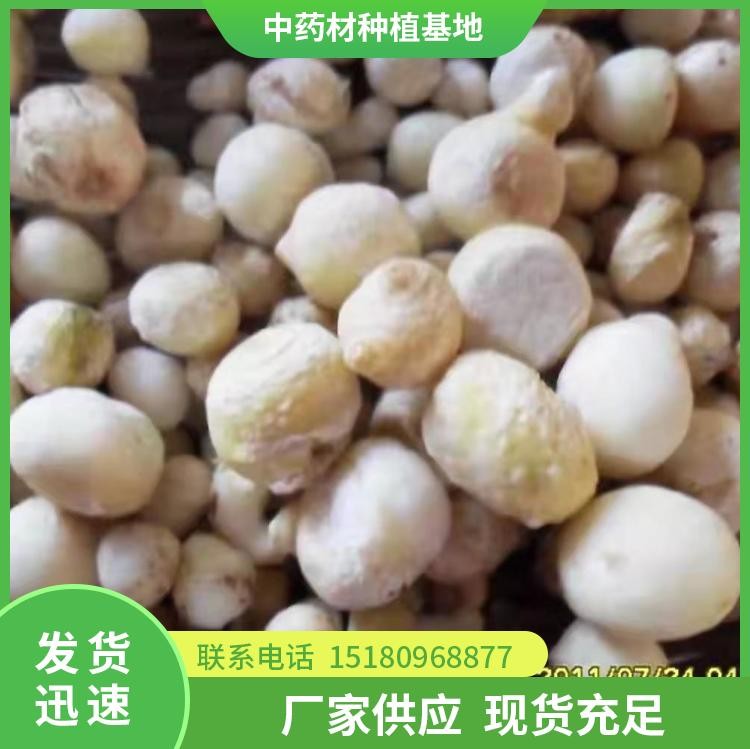 半夏种苗 批发价格 大量现货批发