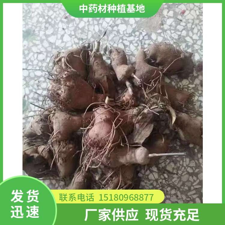 白术种子种苗 批发价格 基地直销
