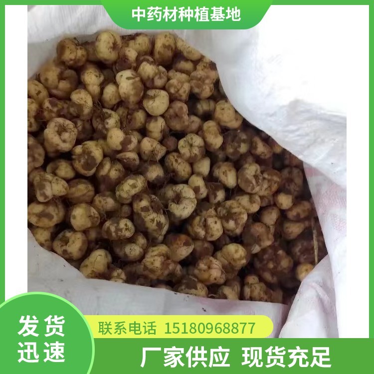 贝母种苗 批发电话 种植基地批发