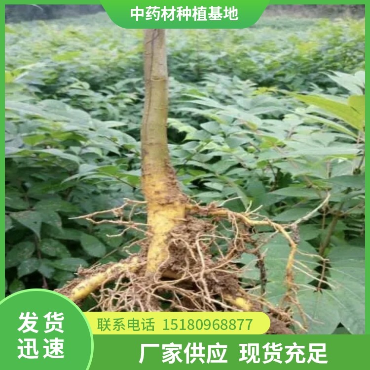黄柏种苗 批发电话 种植基地批发