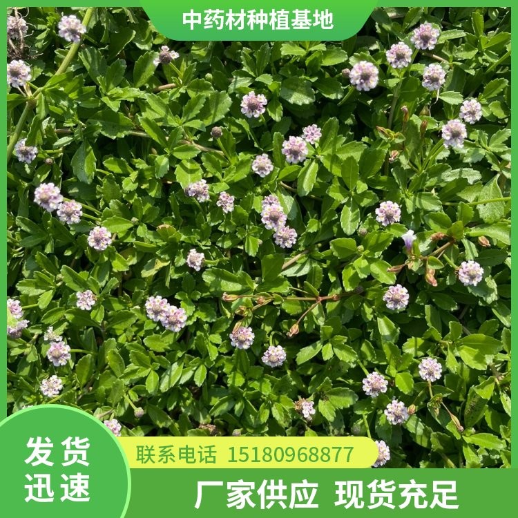 半夏种苗 批发电话 种植基地批发
