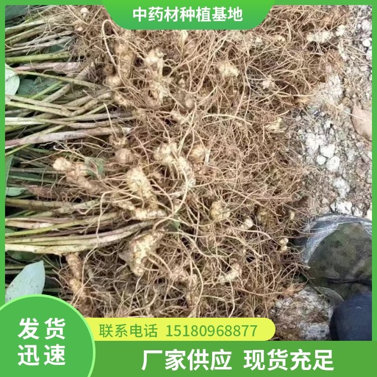 黄精种苗 批发厂家 基地直销