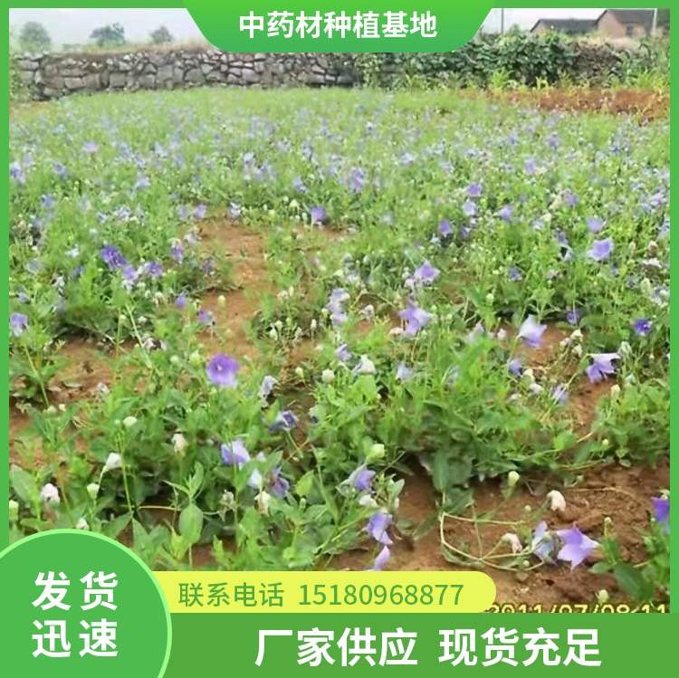 桔梗种子 批发基地 量大从优